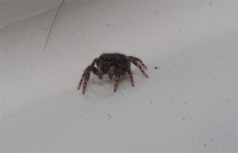 Pseudeuophrys sp.